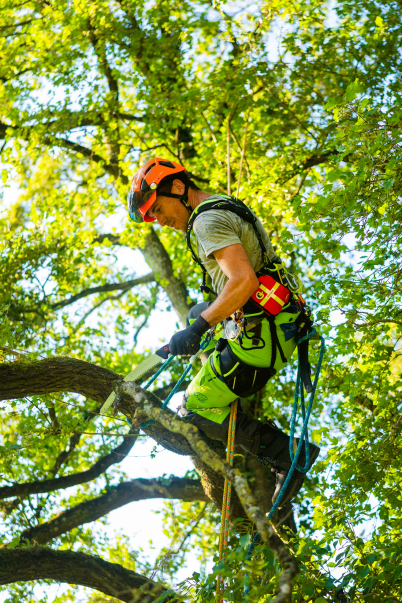 Courant Koala Climbing Harness - Image 4