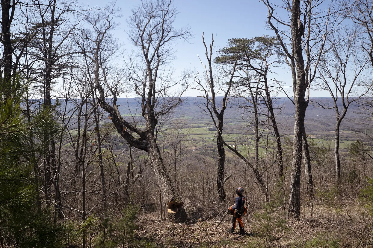Husqvarna 585 petrol chainsaw Action