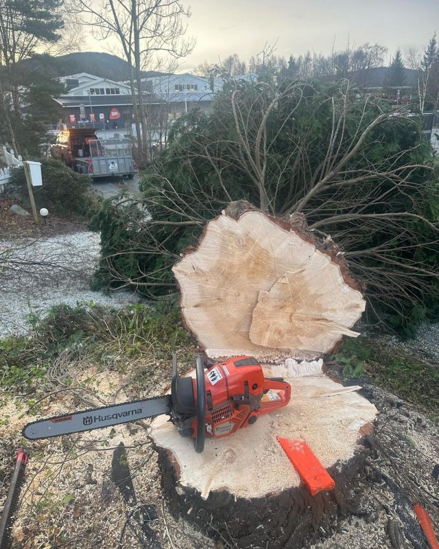 @Frkkaasen's client wanted the birch tree shortened as they wanted more sun in the garden. Sawing down a big tuja tree and some small trees. Chopping up everything and stump grinding after 👌

Shop the brand Cathrine trusts most, @HusqvarnaUK:
🛒 Link in bio

#Husqy #Husqvarna #HoneyHub #HusqvarnaEquipment #HusqvarnaSquad