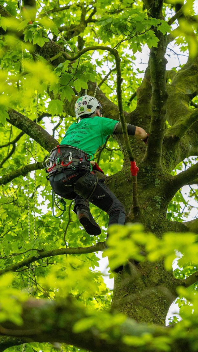 Shout out to @twisted0ak on coming 10th in last weekends Northern Tree Climbing Comp. Huge achievement 🙌

This Speed Climb was a slippery one, still boosted it to the top!! Well done Tom 👏

#speedclimbing #honeybros #arborist #arblife #treeclimbing