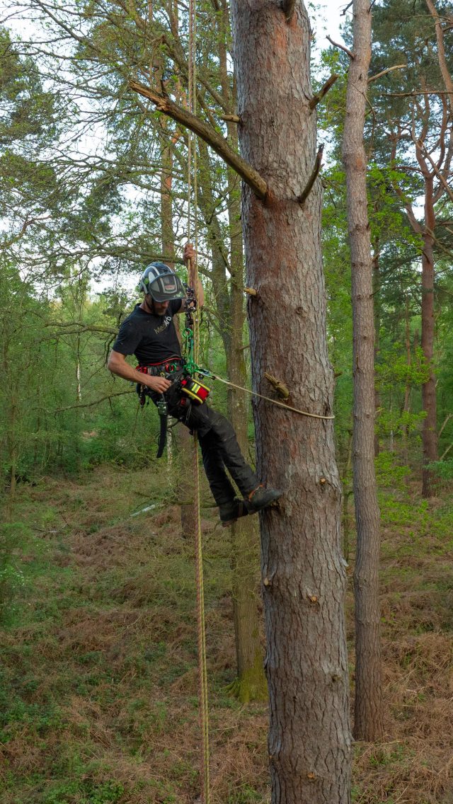 Self Rescue Demo…

When time is of the essence and a self rescue is needed. 

Combine the @dmm_wales caiman clip with the @mediarbtraining first aid kit and it could be a game or life changer. 

Available now at Honey Bros. 

@conan_tree with the demo.

#selfrescue #arborist #arblife #honeybros #dmmwales #mediarb