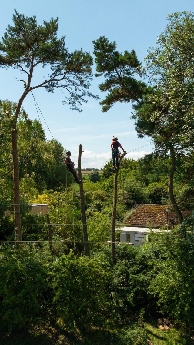 New event for Paris?? 

Tom and Tom tag teaming on some Pine Removals.

#arborist #parisolympics #honeybros #treeclimber #climbing
