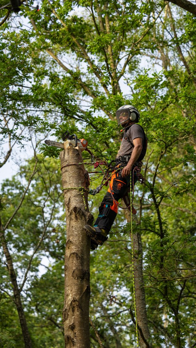 Can’t beat a step cut sometimes. Birch stem chogging with @conan_tree 

Repping the @sipprotectionuk Canopy Air-Go Orange/Black 🫶🏻

#honeybros #sipprotection #wearesipprotection #chainsaw #chainsawtrousers #arborist #treework