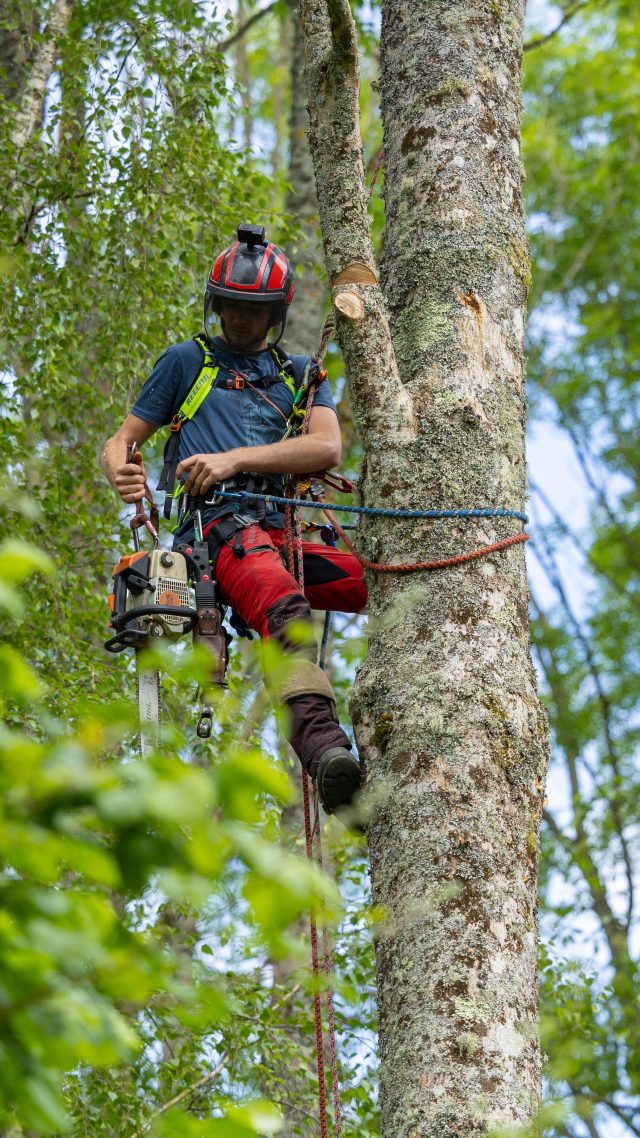 Saturday sends!! @connor_dempsey97 getting it done on an Ash Dieback removal. 

#sendit #arborist #honeybros #chainsaw #treework