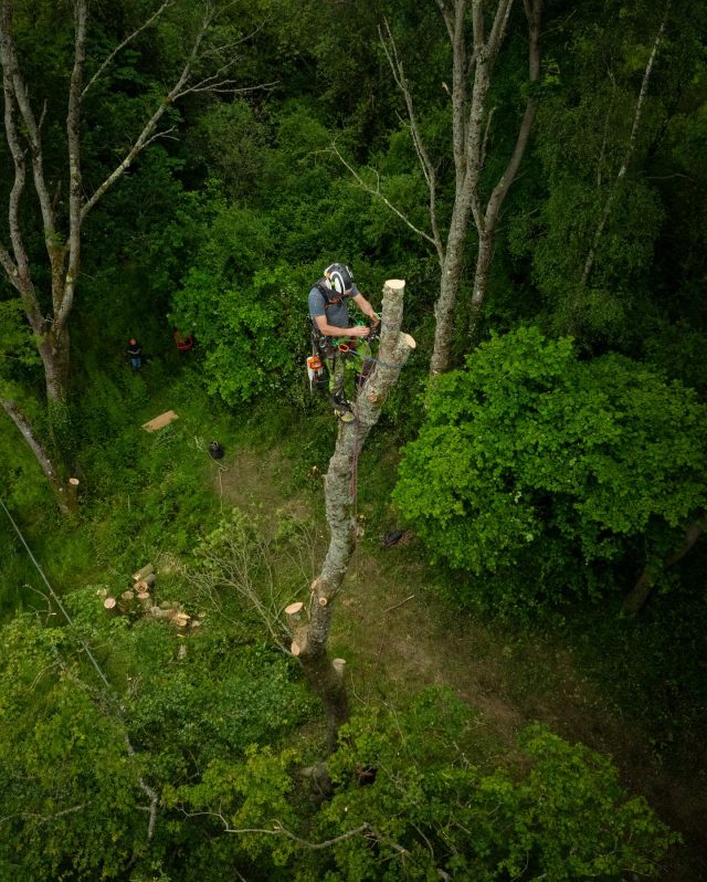 Drones eye view - Ash Removals with Charterhouse Tree Care.

@conan_tree in the tree (Tree removed due to Ash Dieback)

Shop all featured products online or visit us at one of our shops. 

#honeybros #arborist #treework #treeclimber #chainsaw