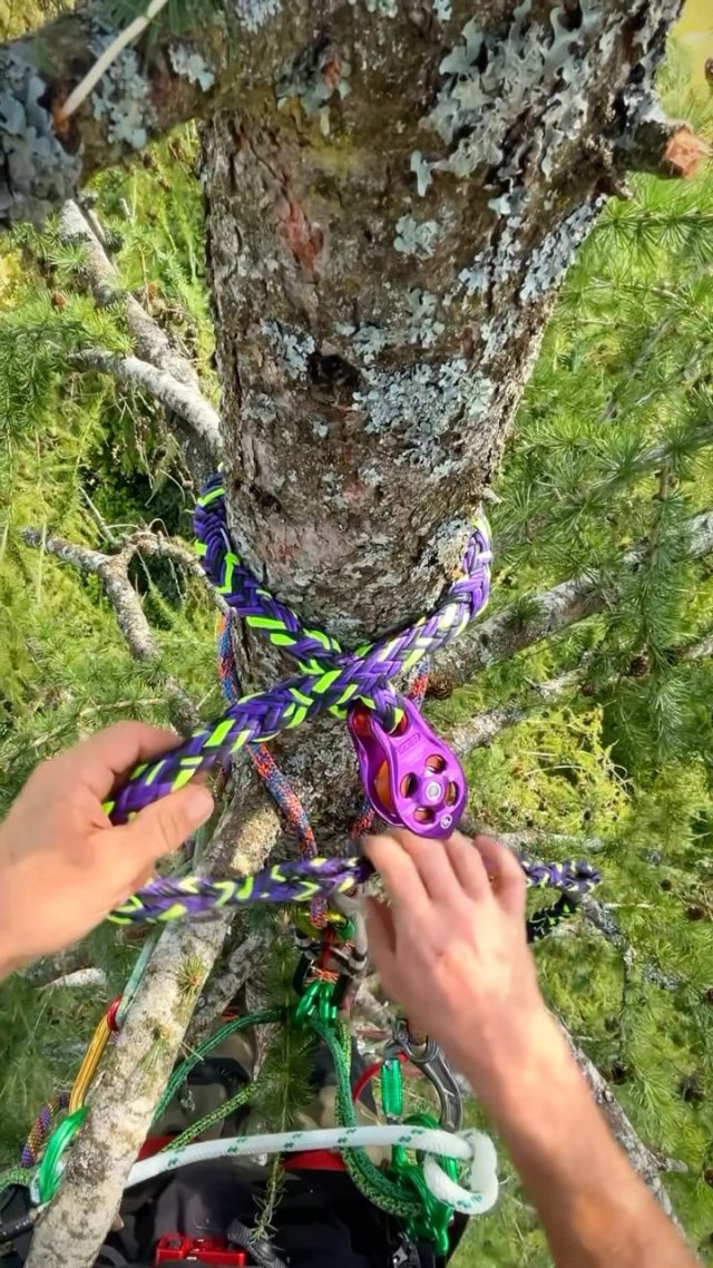 Setting up the Ultra Sling with Pinto Rig from @ropelogic 

A nice and simple, quick set up 👌

Repost from @conan_tree 

#honeybros #arborist #ultrasling #rigging #dmmwales #arblife #ropelogic