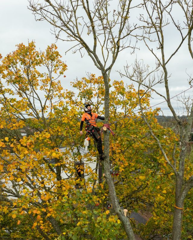 Before the top ➡️ after the top.

@conan_tree doing his thing! Shout out to everyone back grafting today 💪

#honeybros #treework #arblife #arborist #treecare #treeclimber