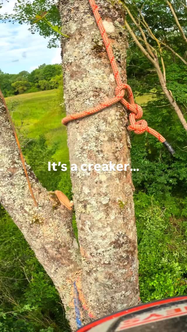 It’s a creaker… Saturday sends with the Charterhouse Tree Care team!

@conan_tree repping the @stihlgb MSA 220 Top Handle Battery Saw 👀

#honeybros #stihlgb #stihl #stihlchainsaw #arborist #treework