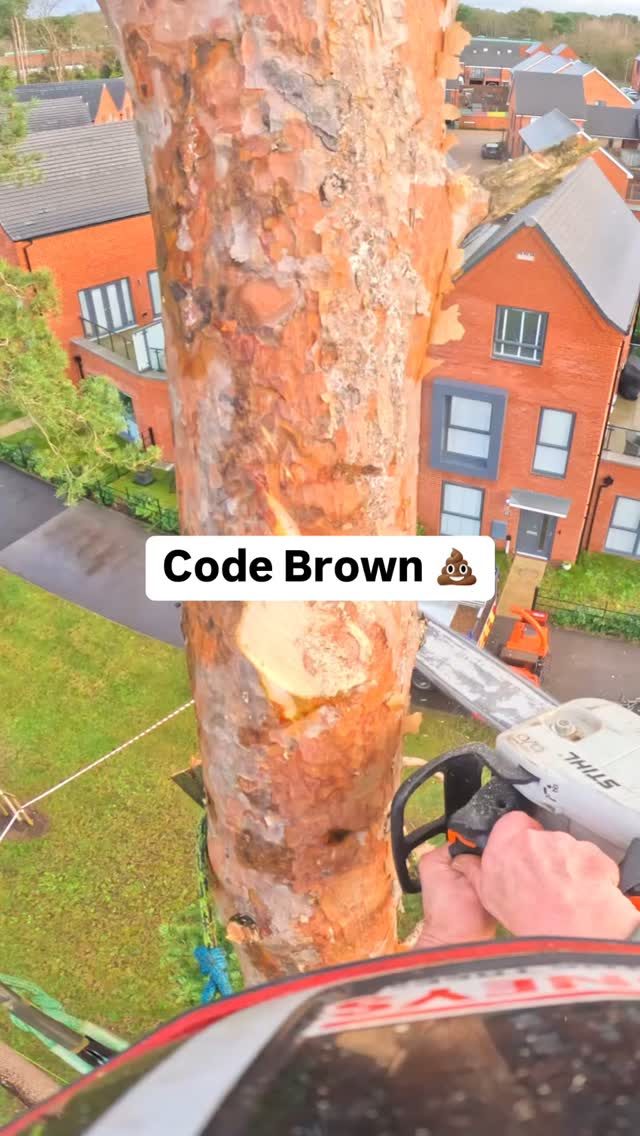 CODE BROWN 💩 That first climb after Crimbo 😬🥴 

Pine top flying down 💨

@conan_tree up top

#codebrown #honeybros #arborist #arblife #treework #treefelling