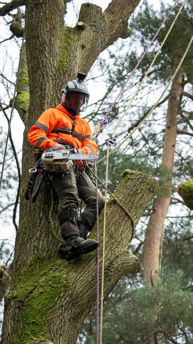 Sending chogs!! All new Portwest Workwear is available and in stock now!! Grab those orange garms 🍑 #hivis #arborist #portwest #honeybros #arblife #treework #workwear