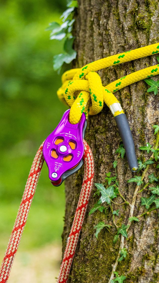 Setting up the @dmm_wales Pinto Rig 2 with Cow Hitch - Ready to rig on an Ash Dieback removal. 

@conan_tree up top 🙌

#dmmwales #honeybros #rigging #arborist #treework #treeclimber