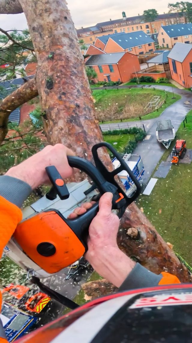 🌲 Popping Pine Tops🌲

On the tool with Charterhouse Tree Care 

#arborist #honeybros #treework #chainsaw #treeclimber