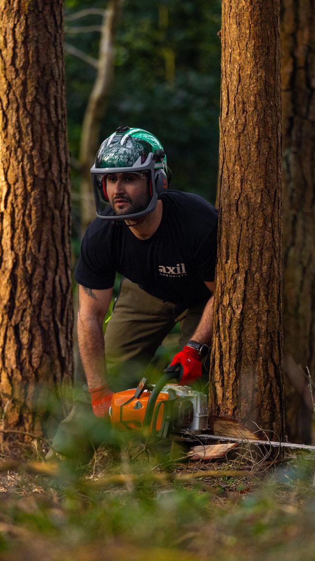 Hung up dead Pine fell with @axil_arborists 🙌

New JSP helmets, available at Honeys now. 

#honeybros #treefelling #arborist #chainsaw #treework