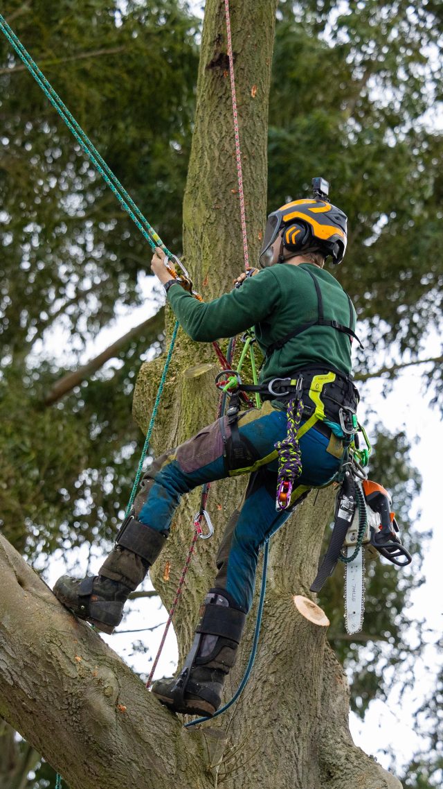 NEW @distelforst in action with @tbharb working on an Ash removal. 

Check out the NEW Distel spikes in store or online now. 

(Tree suffering from Inonotus Hispidus) 

#arborist #distelforst #honeybros #treework #treeclimbing #treespurs #treespikes