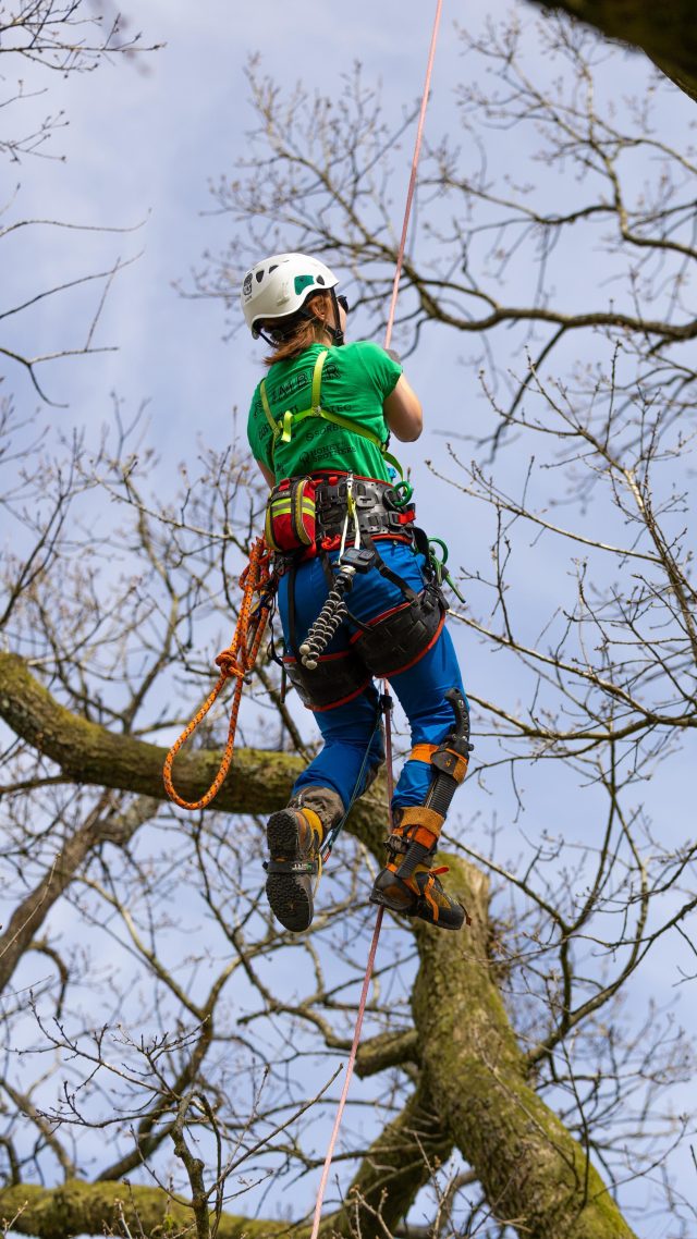 Comp practice with @mollmayyarb and @mickarblife 

Looking forward to seeing everyone in action at the Northern Comp in June 🥳

#honeybros #ascent #treeclimber #treeclimbing #arborist #arblife
