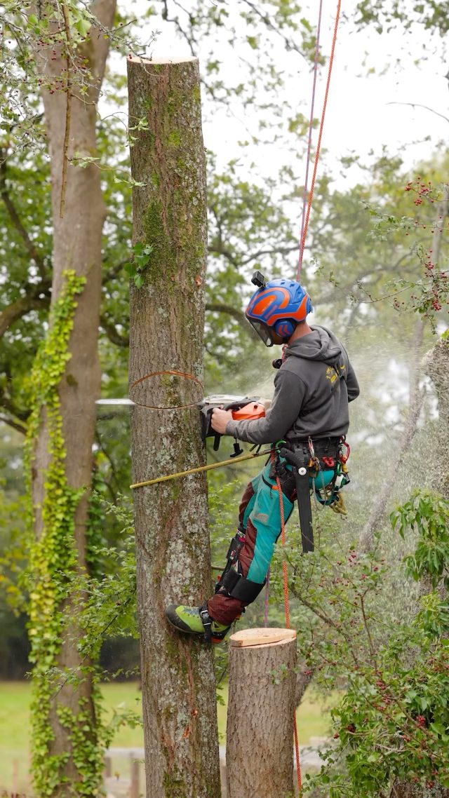 Throwback to some Ash chogging with @mickarblife 🙌 #arborist #treework #chainsaw #treeclimbing #honeybros