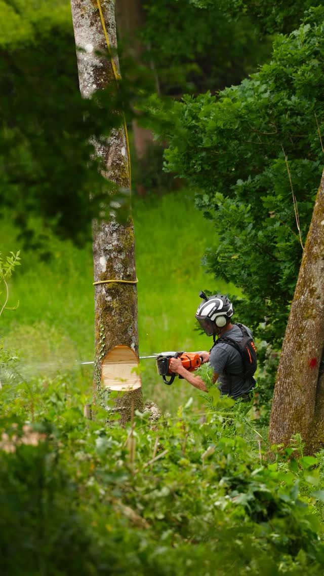 Mahoosive gob.

Ash Dieback fells with @conan_tree on the @stihlgb 500i

#treefelling #arborist #treework #honeybros #stihl