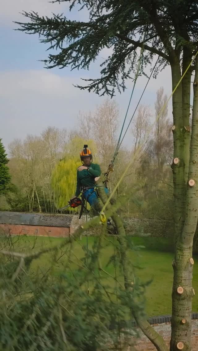 Cedar removals with @tbharb 

Utilising the @hexarope Hands Up 🙌 which we just so happen to be fully stocked up on. Grab yours now. 

#rigging #honeybros #arborist #treework #hexarope