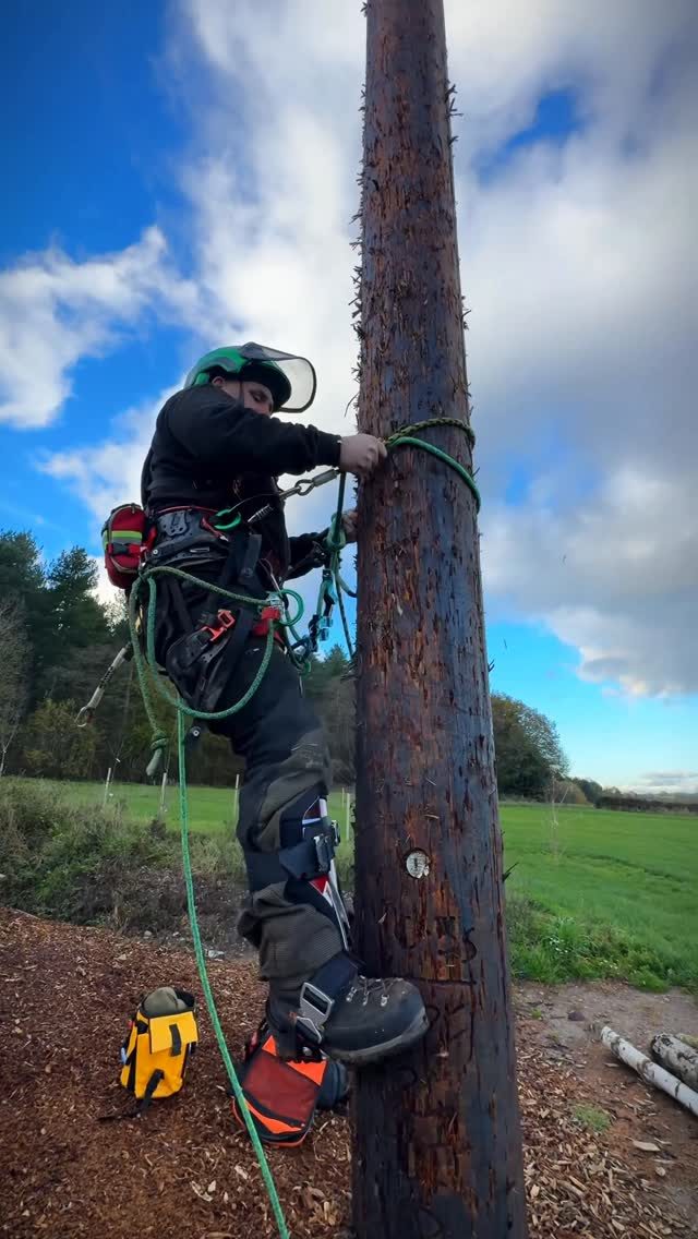 Testing out the NEW @distelforst Ally 3.1 Click buckle spikes with @mediarbtraining 

Can confirm they are bloody marvellous 🤌

Get yours in store or online now! 

#distel #distelforst #honeybros #treeclimbing #arborist