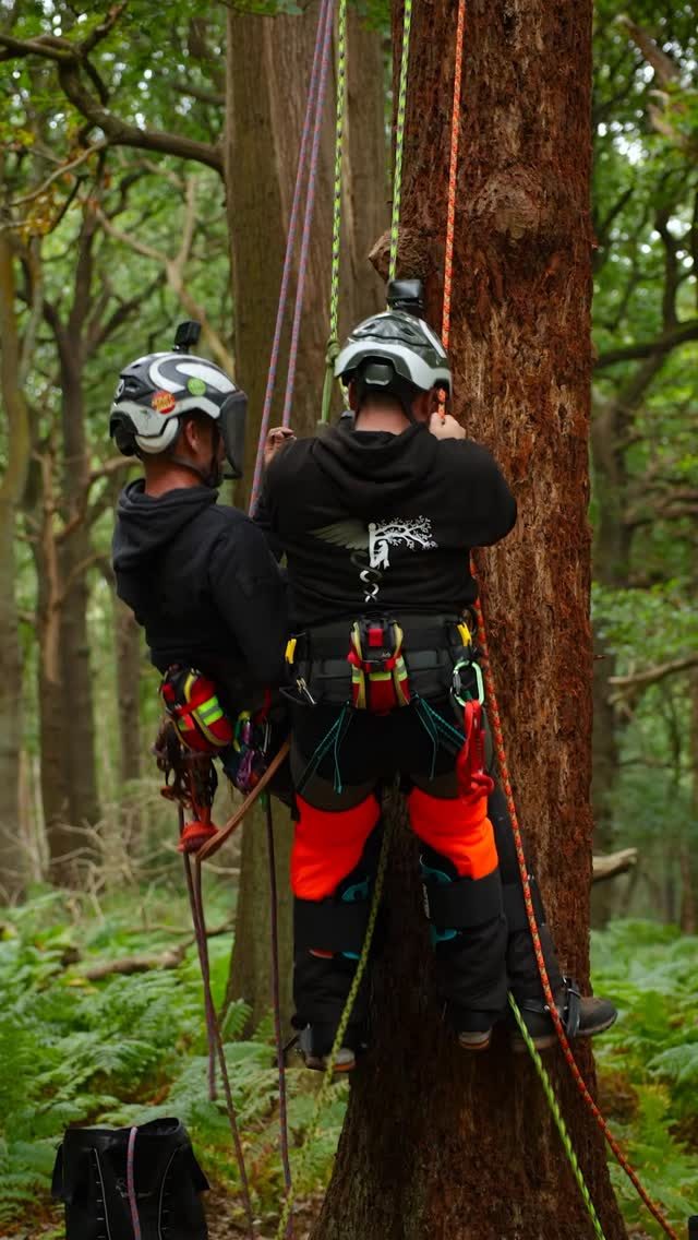The Pole Rescue. Little snippet from our NPTC Assessment series made with @mediarbtraining 🙌

Check out the full NPTC Tree Climbing and Aerial Rescue Assessment Guide Video on our YouTube channel. 

We also have a NEW full list of @mediarbtraining First Aid courses/dates live on the website now. Don’t miss out. Book now!

(*As you’ll see in the full video - Add friction to lower D’s when using certain mechanical devices to avoid overloading system) 

#honeybros #mediarb #treeclimbing #arborist #arblife
