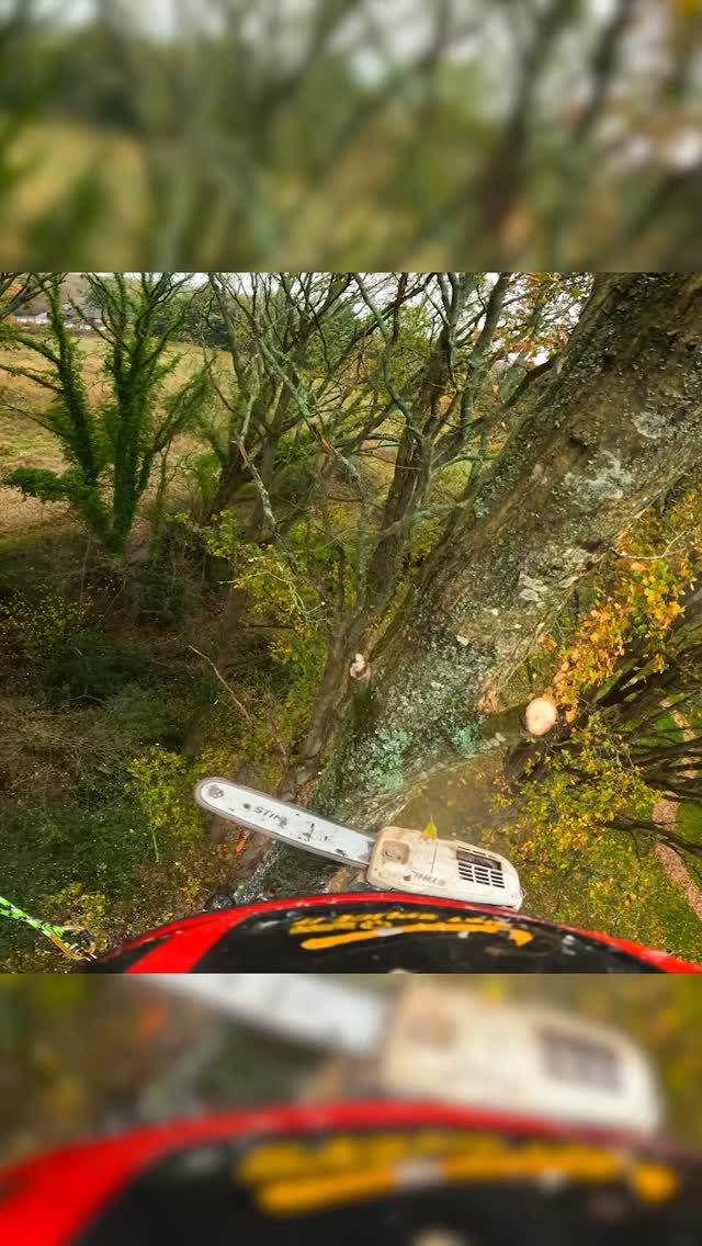 Smooth and controlled step cuts. 

Always satisfying 🤌

@connor_dempsey97 in the tree 🙌

#arborist #treework #treeclimber #honeybros #chainsaw