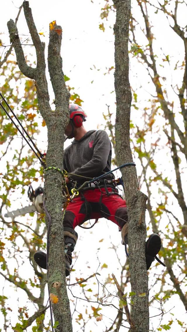 Triple step cuts for triple the 🤌

Smooth and controlled chogging with @connor_dempsey97 in the tree 🙌

#honeybros #arborist #treework #stepcut #chainsaw