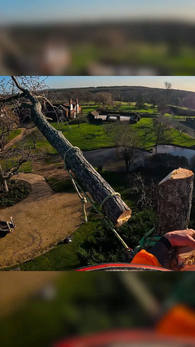 Small rigs with the @dmm_professional XS Impact block and Small Impact Block 🙌

@conan_tree up top!

#dmmwales #dmmprofessional #honeybros #rigging #treework