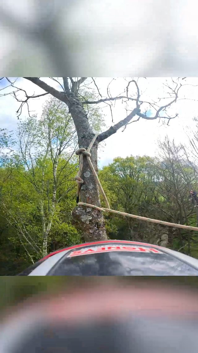 'Get it in there 😮‍💨' @conan_tree rigging em round on some Ash Dieback removals. #treework #rigging #chainsaw #arborist #honeybros