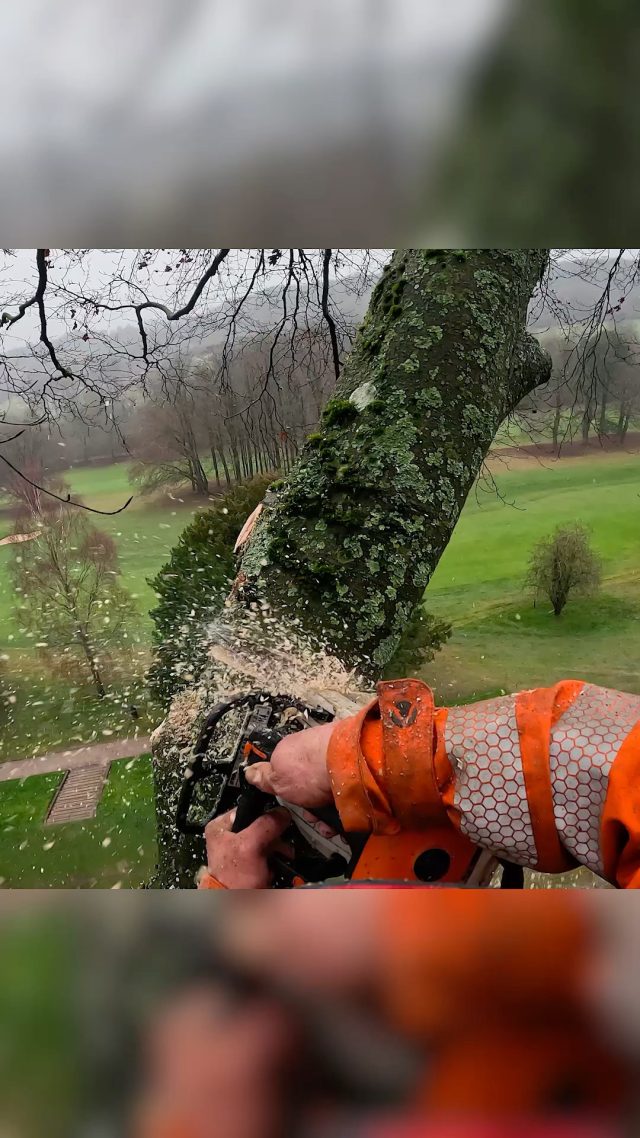 Sending the top! A lovely British weather day as usual... when will it end 😭 @conan_tree up top.  #treework #arborist #chainsaw #treeclimber #honeybros