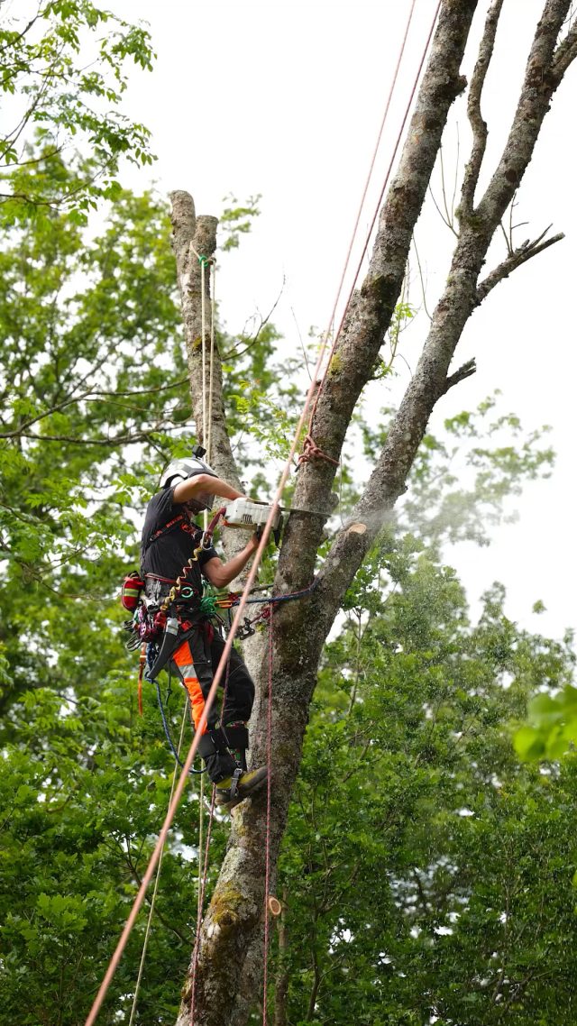 🌳⚡️ Sharp cuts, smooth movement — classic @conan_tree 

Here’s Ben Connon putting in clean, controlled work on an ash tree, showing the precision and professionalism he’s known for. No fuss, no drama — just skill in the canopy and cuts done right.
A true arborist doing what he does best. 💪🌲

#honeybros #arborist #treecare
